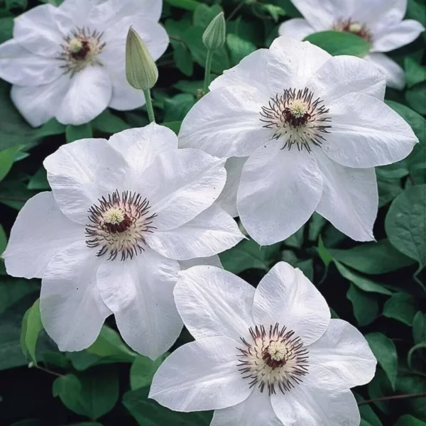 Miss Bateman Clematis Plant - 3-4 Inch White Flowering Vine