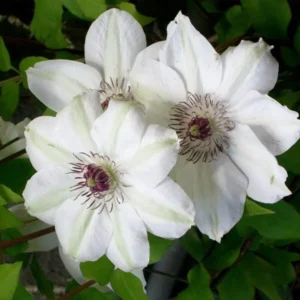Miss Bateman Clematis Plant - 3-4 Inch White Flowering Vine