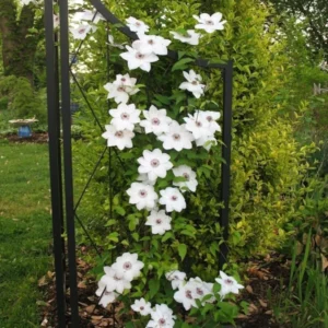 Miss Bateman Clematis Plant - 3-4 Inch White Flowering Vine