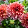Miss Brandy Dahlia Flower Tubers - 3 Bulbs - Summer Blooms