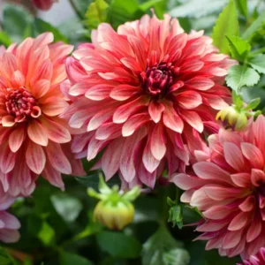 Miss Brandy Dahlia Flower Tubers - 3 Bulbs - Summer Blooms