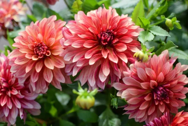 Miss Brandy Dahlia Flower Tubers - 3 Bulbs - Summer Blooms