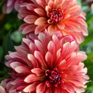 Miss Brandy Dahlia Flower Tubers - 3 Bulbs - Summer Blooms