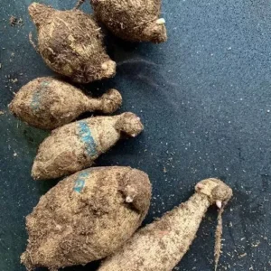 Miss Brandy Dahlia Flower Tubers - 3 Bulbs - Summer Blooms