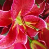 Miss Feya Orienpet Lily Flower Tubers – 3 Bulbs per Pack