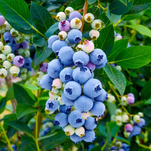 Misty Blueberry Bush Live Plant - 4 Inch Potted Sweet Blueberry Seedling
