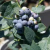 Misty Blueberry Bush Live Plant - 4 Inch Potted Sweet Blueberry Seedling
