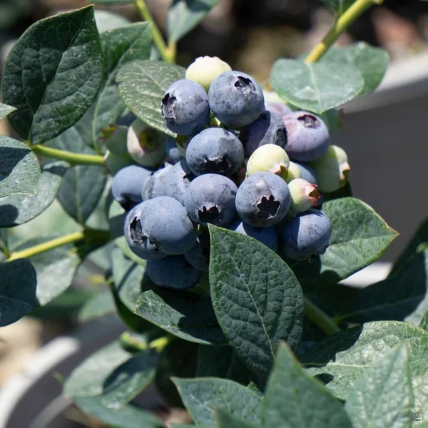 Misty Blueberry Bush Live Plant - 4 Inch Potted Sweet Blueberry Seedling