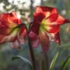 Mixed Amaryllis Bulbs Random Mix - Healthy Garden Blooms
