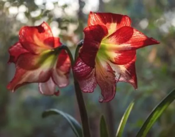 Mixed Amaryllis Bulbs Random Mix - Healthy Garden Blooms