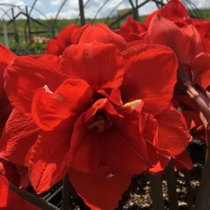 Mixed Amaryllis Bulbs Random Mix - Healthy Garden Blooms