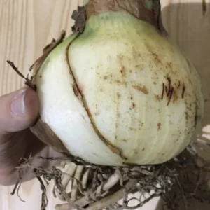 Mixed Amaryllis Bulbs Random Mix - Healthy Garden Blooms