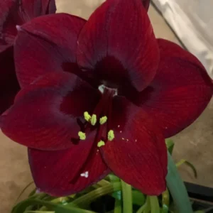 Mixed Amaryllis Bulbs Random Mix - Healthy Garden Blooms