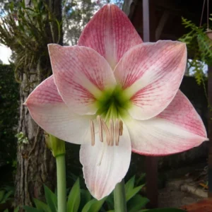 Mixed Amaryllis Bulbs Random Mix - Healthy Garden Blooms