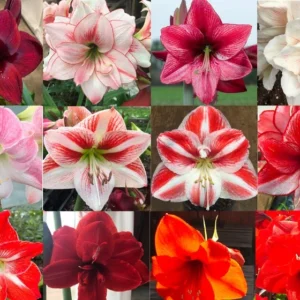 Mixed Amaryllis Bulbs Random Mix - Healthy Garden Blooms