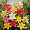 Mixed Asiatic Lilies Super Pack (8 Pack of Bulbs) - Freshly Dug Perennial Lily Flower Bulbs