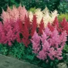 Mixed Astilbe Flower Bulbs Value Bag - 5 Bulbs per Pack - Attracts Butterflies and Hummingbirds - Deer Resistant - Naturalizing - Perennializing - Easy to Grow Live Plants - Outdoor Garden