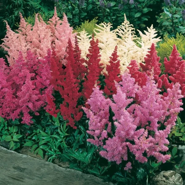Mixed Astilbe Flower Bulbs Value Bag - 5 Bulbs per Pack - Attracts Butterflies and Hummingbirds - Deer Resistant - Naturalizing - Perennializing - Easy to Grow Live Plants - Outdoor Garden