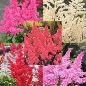 Mixed Astilbe Flower Bulbs Value Bag - 5 Bulbs per Pack - Attracts Butterflies and Hummingbirds - Deer Resistant - Naturalizing - Perennializing - Easy to Grow Live Plants - Outdoor Garden