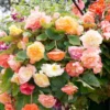 Mixed Begonias Super Pack Flower Bulbs Value Bag - 5 Bulbs per Package - Live Flower Garden