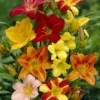 Mixed Daylily Super Pack Flower Bulbs (9 Pack of Bare Roots) - Summer Blooming Perennial Flowers
