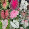 Mixed Fancy Leaf Caladium Value Pack - 5 Bulbs Per Pack - Colorful Foliage Plants