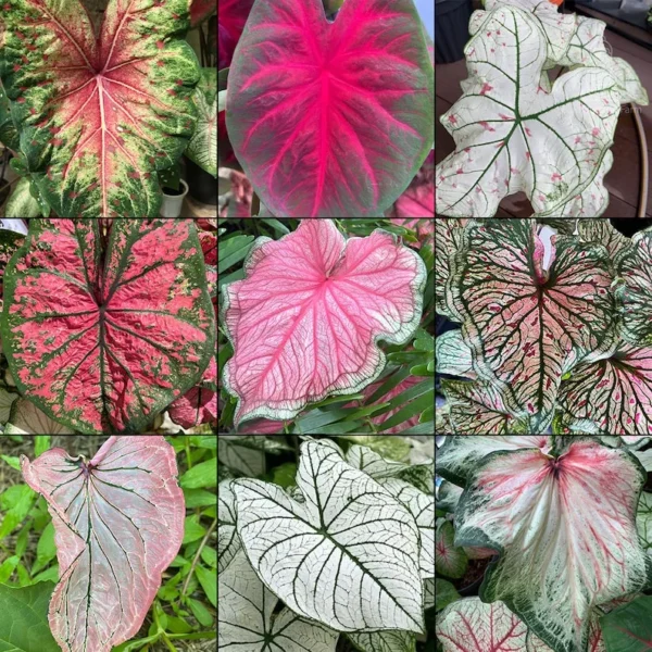 Mixed Fancy Leaf Caladium Value Pack - 5 Bulbs Per Pack - Colorful Foliage Plants