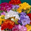 Mixed Freesia Flower Bulbs Value Bag (50 Bulbs Per Pack) - Fragrant Colorful Mix Flowering Blooms in Spring Gardens