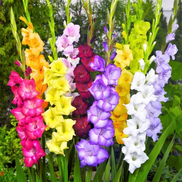 Mixed Gladiolus Flower Bulb Value Bag - 25 Bulbs Per Pack - Mixed Colors - Attracts Butterflies and Hummingbirds - Deer Resistant - Good as Cut Flowers - Perennializing