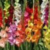 Mixed Gladiolus and Calla Lily Flower Bulbs - 30 Bulbs per Pack - Garden Variety