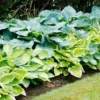 Mixed Hosta Super Pack Bulbs (4 Bulbs Per Pack) - Great Hardy Shade Plants