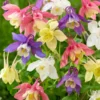Mixed McKana Hybrid Columbine Flower Bulbs - 3 Roots per Pack - Naturalizing - Perennializing - Live Garden