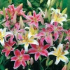 Mixed Oriental Lilies (8 Pack of Bulbs) - Freshly Dug Lily Flower Bulbs | Perennial Comes Back Each Year | Summer Flower Blooms | Great for Cut Flower Vases
