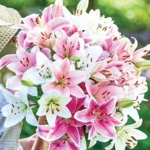 Mixed Oriental Lilies (8 Pack of Bulbs) - Freshly Dug Lily Flower Bulbs | Perennial Comes Back Each Year | Summer Flower Blooms | Great for Cut Flower Vases