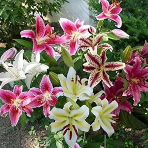 Mixed Oriental Lilies (8 Pack of Bulbs) - Freshly Dug Lily Flower Bulbs | Perennial Comes Back Each Year | Summer Flower Blooms | Great for Cut Flower Vases