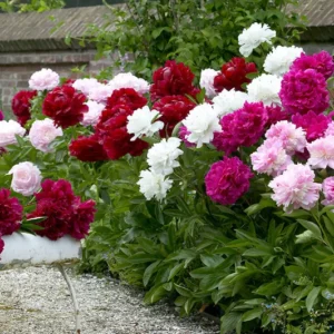 Mixed Peonies Flower Bulbs Value Bag - 3 Bulbs per Pack
