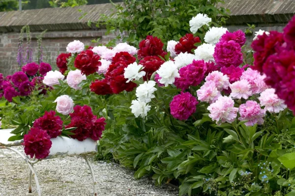 Mixed Peonies Flower Bulbs Value Bag - 3 Bulbs per Pack