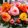 Mixed Picotee Begonias Super Flower Bulbs - 3 Tubers per Pack - Deer Resistant - Grows Well in Containers - Easy to Grow Live Plants - Outdoor Garden