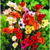 Mixed Sparaxis Bulbs - 25 Bulbs Per Pack