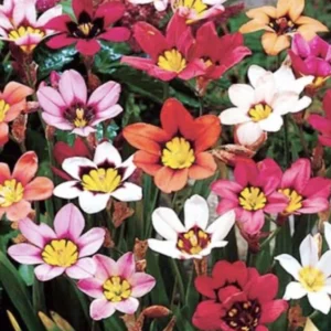 Mixed Sparaxis Bulbs - 25 Bulbs Per Pack