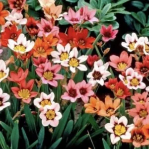 Mixed Sparaxis Bulbs - 25 Bulbs Per Pack