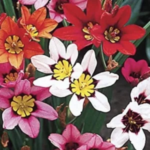 Mixed Sparaxis Bulbs - 25 Bulbs Per Pack