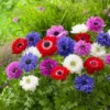 Mixed St. Brigid Anemone - 25 Bulbs Per Pack - Easy to Grow Perennial Flower Bulbs - Colorful Spring Flowers