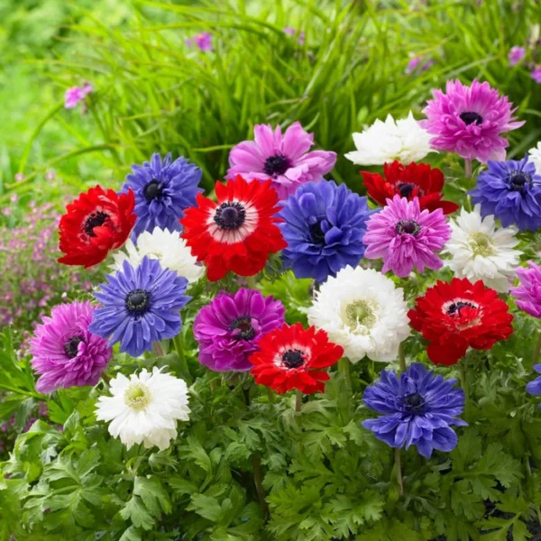 Mixed St. Brigid Anemone - 25 Bulbs Per Pack - Easy to Grow Perennial Flower Bulbs - Colorful Spring Flowers