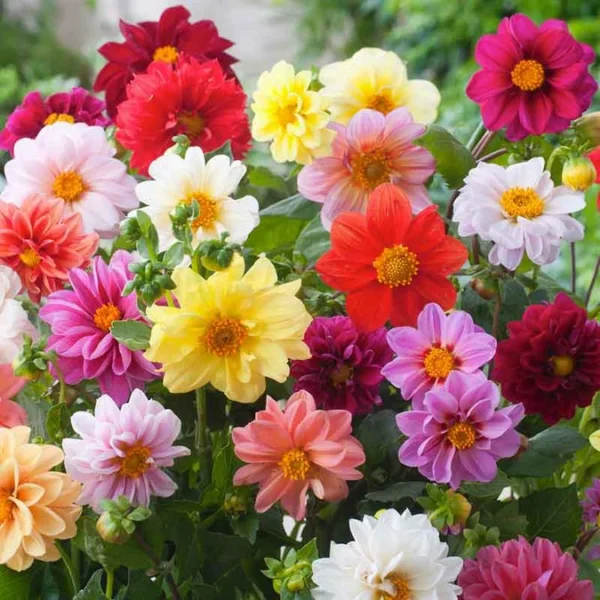 Mixed Unwin Dahlias Bulbs Super Pack - 12 Bulbs Per Pack Garden Flowers