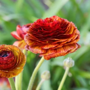 Tecolote Ranunculus Cafe Plant Bulbs - 25 Bulbs Per Pack - Unique Color