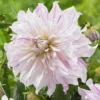 Mom's Special Dahlia - 3 Bulbs Per Pack – Easy to Grow Perennial Flower Bulbs – Colorful Spring Flowers