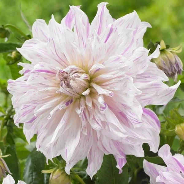 Mom's Special Dahlia - 3 Bulbs Per Pack – Easy to Grow Perennial Flower Bulbs – Colorful Spring Flowers