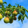 Moonglow Pear Tree - Bare Root - 4-5 Feet Tall - Fruit Plant - White Flowers