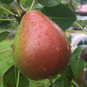 Moonglow Pear Tree - Bare Root - 4-5 Feet Tall - Fruit Plant - White Flowers